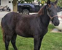 black-yearling-rocky-mountain-horse