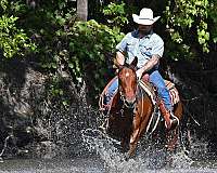 western-riding-quarter-pony