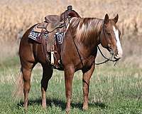 ranch-gelding