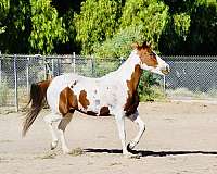 trail-riding-paint-pony