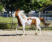 western-riding-paint-pony