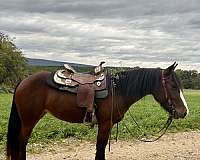 cross-trail-gypsy-vanner-quarter-horse