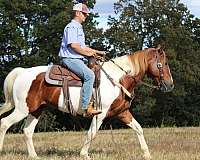 cowboy-mounted-shooting-gelding