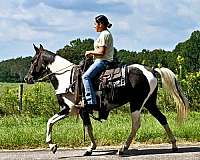 black-white-horse-mare