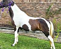 trail-gaited-horse-spotted-saddle