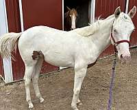 grand-sire-paint-horse