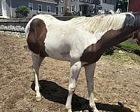 bay-paint-horses-for-sale