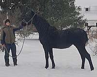 breeding-morgan-horse