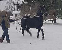 gentleman-morgan-horse