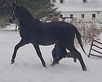 in-hand-morgan-horse