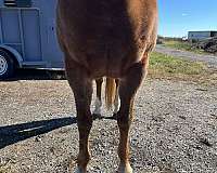 sorrel-breeding-horse
