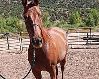 sorrel-athletic-horse