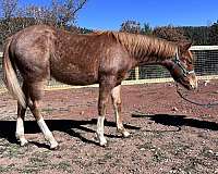 weanling-quarter-horse