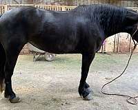 beginner-percheron-horse