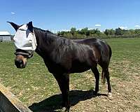 project-thoroughbred-horse