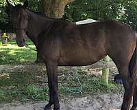 bay-mare-for-sale
