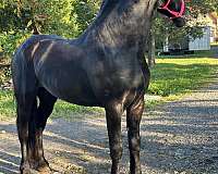16-hand-stallion