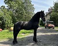 black-stallion-for-sale