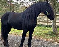 black-fps-stallion