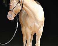 champagne-yearling-horse