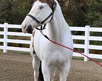 amish-trained-paint-pony