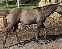 jaz-ranch-breeding-poco-bueno-horse