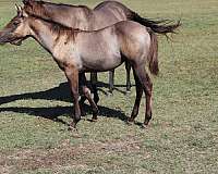 grulla-quarter-horse-colt