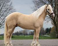 crossbred-draft-horse