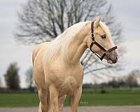 aiken-gypsy-vanner-horse