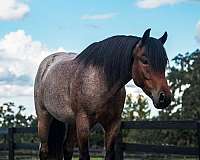 spo-draft-horse