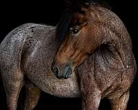 buckskin-spo-horse