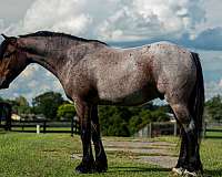 draft-horse