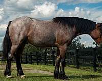 crossbred-draft-horse