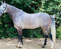 dallas-warmblood-horse