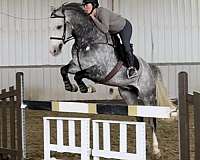 competition-warmblood-horse