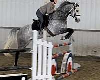 competition-dutch-warmblood-horse