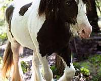 experienced-clydesdale-horse