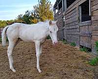 quarterhorses-paint-horse