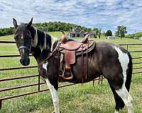 mare-tennessee-walking-horse