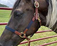 double-registered-tennessee-walking-horse