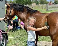 bay-mare-welsh-pony