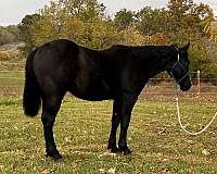 black-percheron-gelding