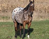 ranch-appaloosa-horse