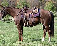 steer-roping-quarter-horse