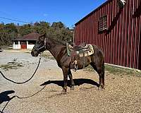 tennessee-walking-gelding