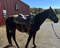 tennessee-walking-horse-for-sale