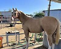ranch-show-filly-yearling