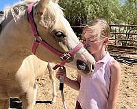 paint-palomino-filly-yearling