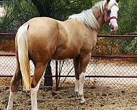 ranch-show-paint-palomino-horse