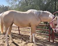 palomino-ranch-show-horse